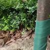 15M Cotton Tree Protection Tape, Coldproof Trunk Wraps, Moisture Retention & Warm Keeping Protector for Garden Green Plants