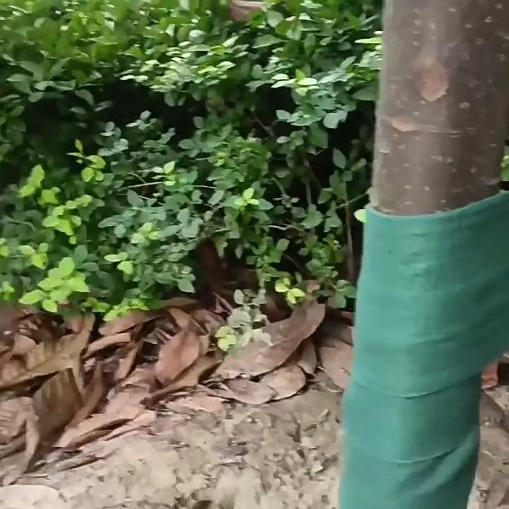 15M Cotton Tree Protection Tape, Coldproof Trunk Wraps, Moisture Retention & Warm Keeping Protector for Garden Green Plants