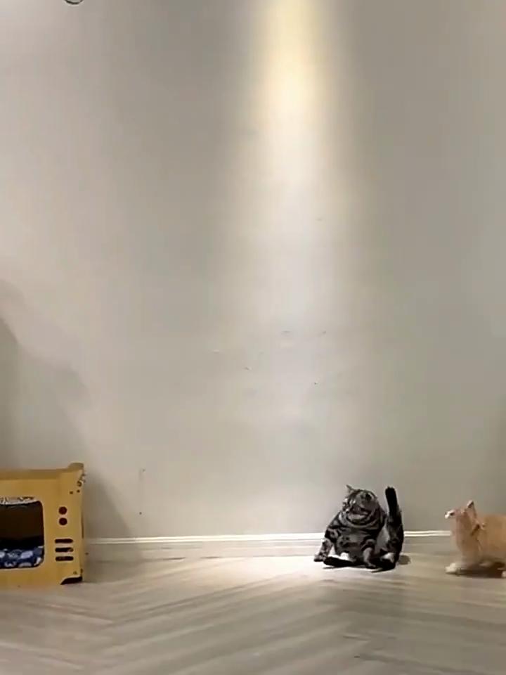 Giocattoli per Gatti Giocattoli Frisbee per Gatti Artefatto Interattivo per Alleviare la Noia Tour di Lancio Libellula Giocattoli per Gatti