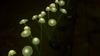 Solar Garden Jellyfish Lights Outdoor Mushroom Stakes Lights with Swaying LED Firefly Decorations for Patio Pathway Christmas