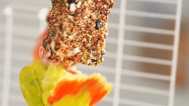 2 Pcs Natural Bird Treat Sticks - Nutritious Mixed Grains & Honey Snacks for Parakeets, Cockatiels, Lovebirds - Healthy Chewing & Foraging Cage Toy