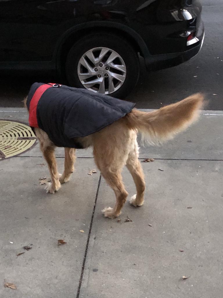 dog clothes for large dogs on Winter Pet Dog Clothes Big Dog Coat Puppy Clothing Waterproof Pet Vest Jacket For Small Large Dogs Buy From 6 On Joom E Commerce Platform