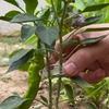 100Pcs Plant Support Clips Reusable Plastic Plant Vine Protection Grafting Fixing Tools for Vegetable Tomato Garden Supplies