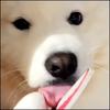 Pet Dog Costume, Cute Dog Cosplay Halloween Christmas Funny Costume Dog Clothes Party Costume For Small Medium And Large Dogs (Small)
