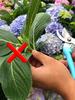 5pcs Plant Rooting Equipment Air Layering High Pressure Propagation Ball Graft Box Breeding Case For Garden Graft Box Sapling