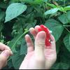 Vegetable Thump Knife Vegetable Fruits Finger Knife Separator Picking Tools Farm Garden Orchard Safe Harvesting Picking Device