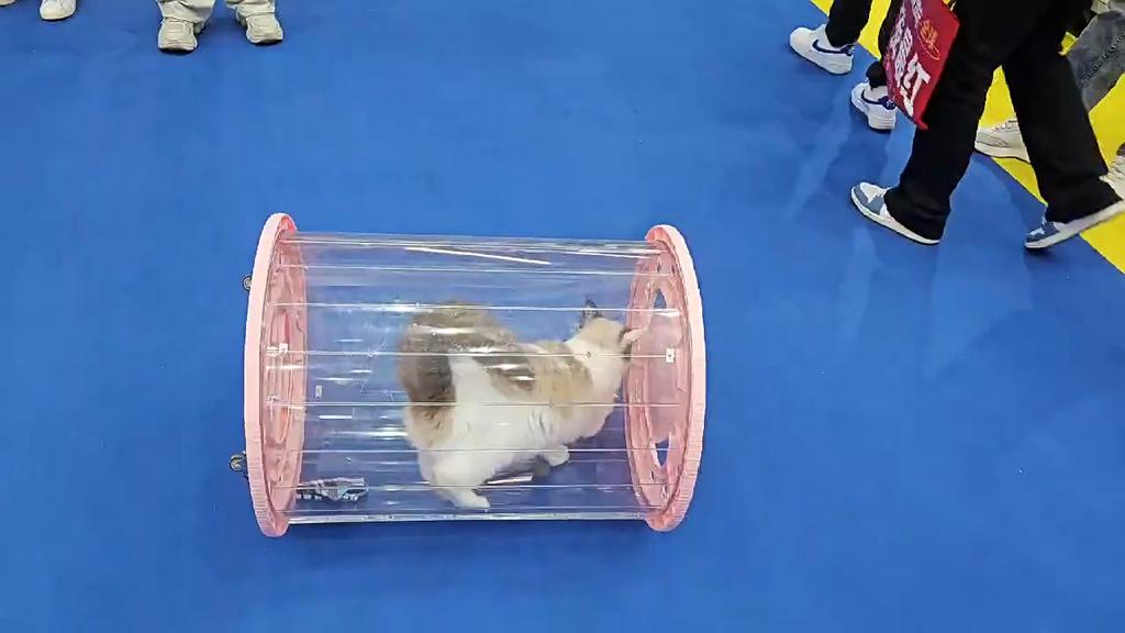 Katze Trainingsroller Laufband Katzenspielzeug Vollständig Geschlossen Ausgehen Tragbar