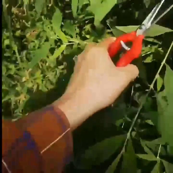 Mini Pruning Shears Garden Scissors for Indoor Plants, Sharp Stainless Steel Flower and Bonsai Trimming Tool for Houseplant Care and Gardening