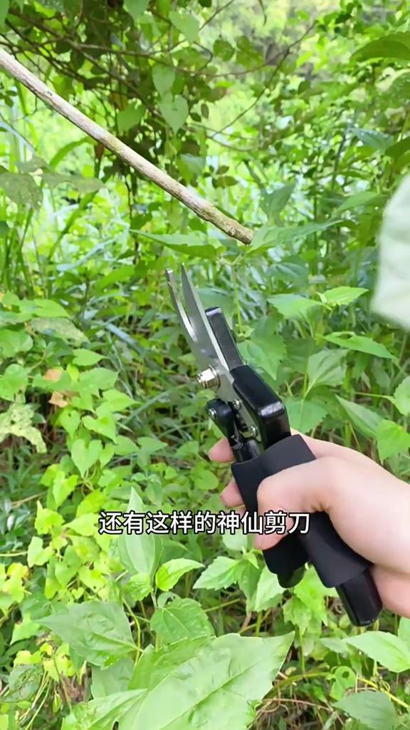 Horticultural Scissors Bird Beak Shape Branch Pruning Labor Saving Pruning Stainless Steel Picking Multifunctional Fruit Scissor