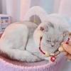 Adjustable Pet Collar with Insect Repellent and Flea Resistant Features
