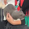 Undercoat Rake for Dogs & Cats, Deshedding Brush for Long haired Pets, Cat Undercoat Brush&Deshedding Tool for Grooming