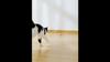 Electric Cat Ball Toys Automatic Rolling Smart Cat Toys Interactive for Cats Training Self-moving Kitten Toys for Indoor Playing