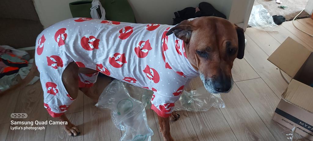greyhound pyjamas for humans