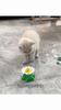 Cat, self-hi electric bird toy cat teaser rotating cat automatic flying hummingbird butterfly cat simulation