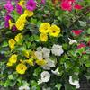 Faux Silk Flower Realistic Eye-catching Dense Creative Wall Hanging for Wedding