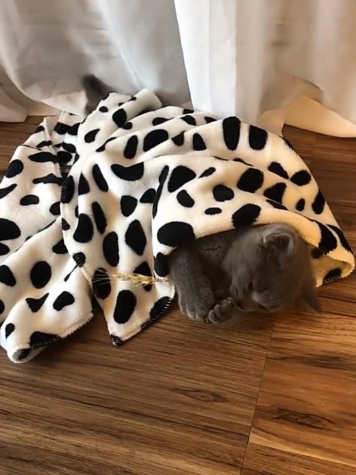 Soft And Cozy Coral Wool Pet Blanket For Dogs And Cats In Autumn And Winter
