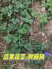 Garden Square Mesh Trellis Netting Polyester Plant Climbing Support Net For Outdoor Vegetables Fruits Vines Grow Tent Climber Holder