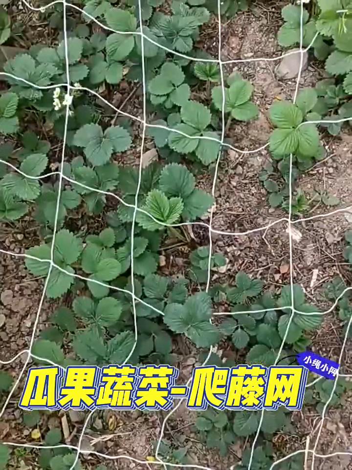 Garden Square Mesh Trellis Netting Polyester Plant Climbing Support Net For Outdoor Vegetables Fruits Vines Grow Tent Climber Holder