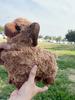 Cute Sheep Plush Doll With Pp Cotton Fill For Kids Birthday Gift