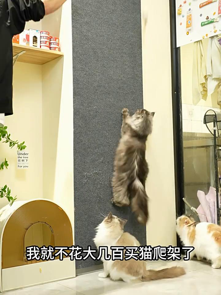 Self-Adhesive Cat Scratch Pad Durable Stick-On Wall Sofa Furniture Protector Anti-Scratch Cut-to-Fit Pet Climbing Mat Carpet
