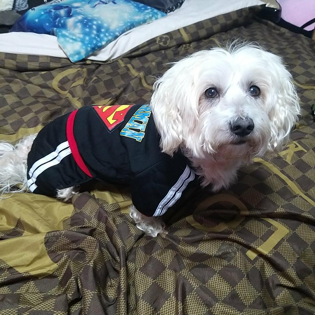 outfits for small dogs