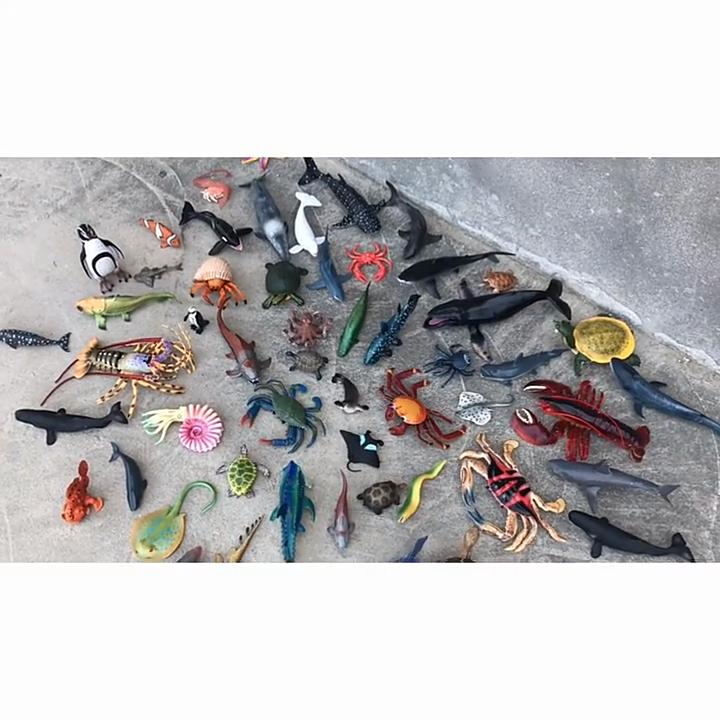 Ensemble de Modèles en PVC Tortue Reptile Aquatique Avec Détails Réalistes Pour Collection Éducative