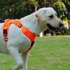 Pet Harness Vest With Nonextendable Leash For Small Dogs And Cats
