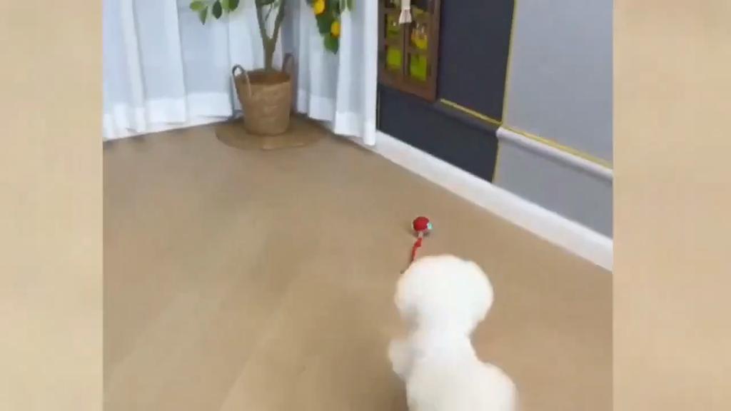 Cat Interactive Ball Toys Automatic Rolling Ball For Kitten Rechargeable Smart Pet Electric Toys With Teaser Sensor Cat Ball Toy