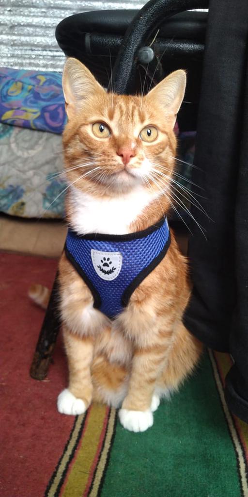 batman cat harness