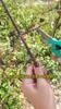 Pruner Orchard Garden Shears Hand Tools Bonsai For Scissors Gardening Machine Chopper Pruning Shears Brush Cutter Professional